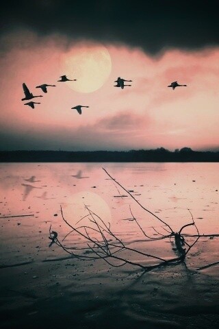 Полет птиц над озером обои