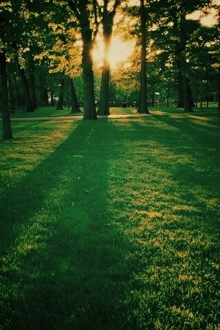 Лучи солнца сквозь листву деревьев обои