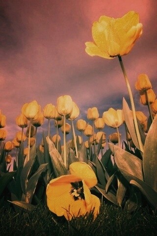 Жёлтые тюльпаны обои