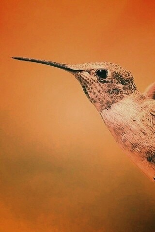 Колибри в полёте обои