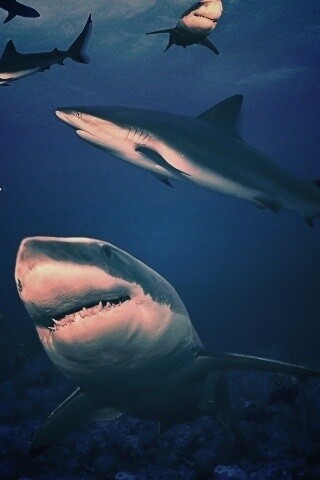 Стая акул обои