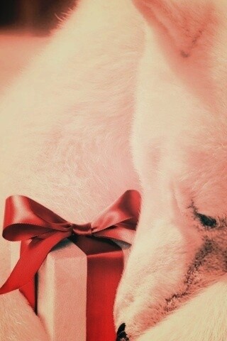 Белый мишка с подарком обои