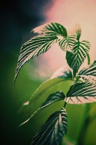 Листья малины обои