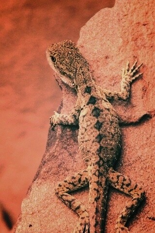 Ящерица на камне обои