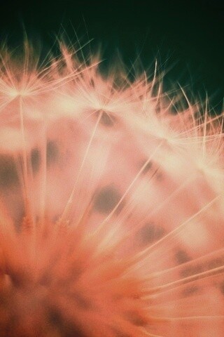 Макро фото одуванчика обои