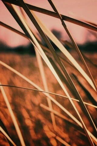 Желтая трава обои