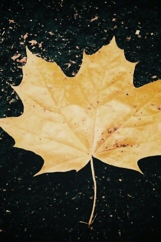 Желтый лист обои