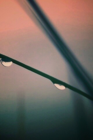 Трава после дождя обои