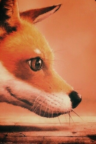 Лиса и жук обои