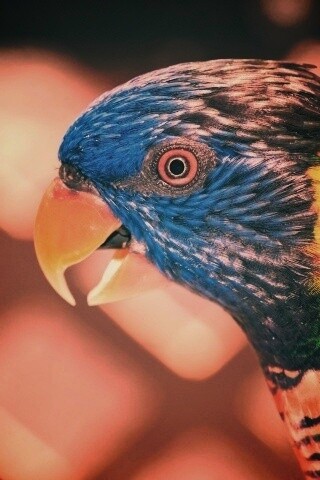 Красноглазйы попугай обои