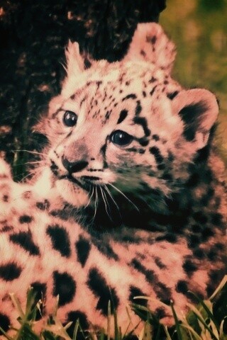 Котенок большой дикой кошки обои