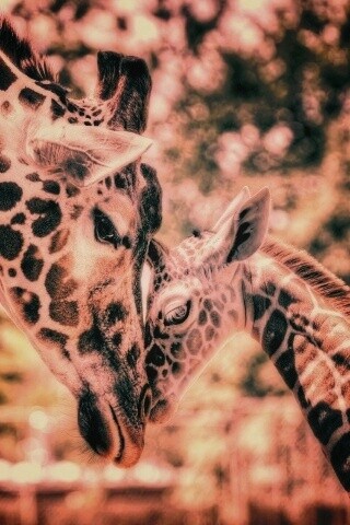 Жирафа и жирафёнок обои