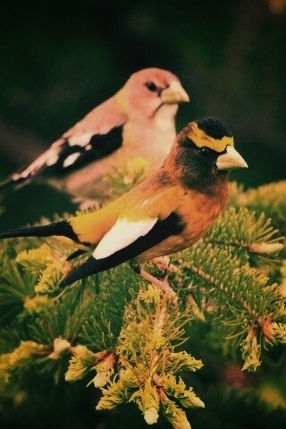 Птички с зелёными клювами обои