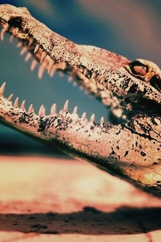 Крокодил разинул пасть обои