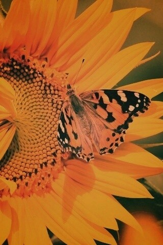 Бабочка на подсолнухе обои