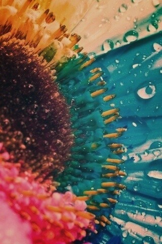 Цветик семицветик обои