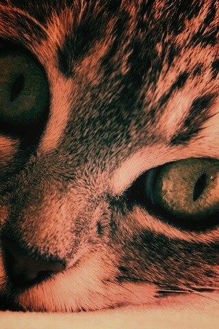 Взгляд обои