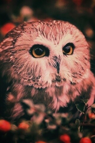 Маленькая сова в ягодах обои