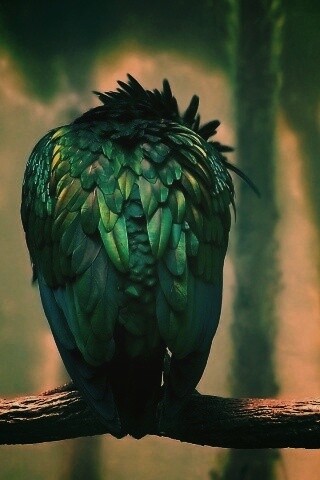 Птица спит на ветке обои