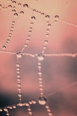 Капли росы на паутине обои