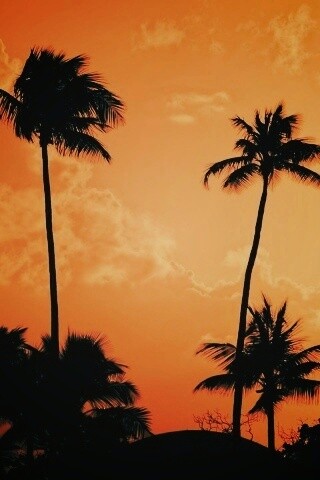 Пальмы на закате обои
