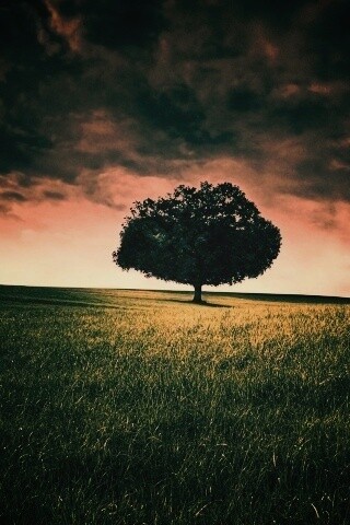 Одинокое дерево под грозовым небом обои