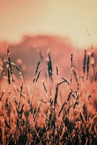 Поле пшеницы обои