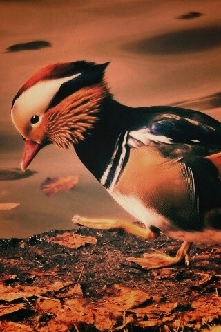 Уточка - мандаринка обои