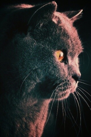 Плюшик  обои