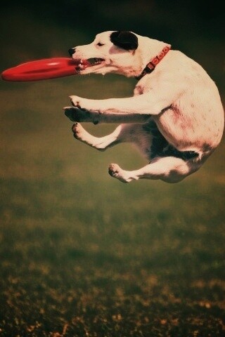 Ловкач обои