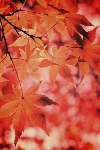 Осенние листья обои