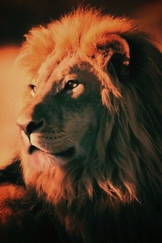Царь зверей обои