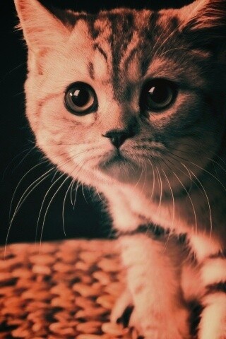 Лупоглазый котенок обои