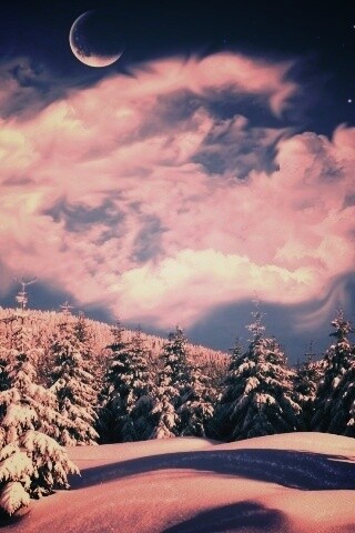 Зимний еловый лес обои