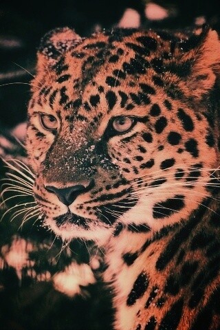 Леопард у заснеженной ели обои