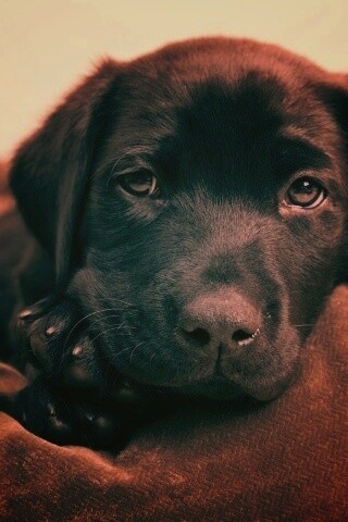 Сонный щенок немецкого поинтера обои