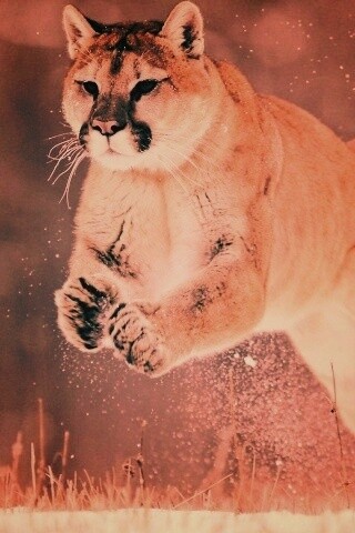 Снежная пума обои