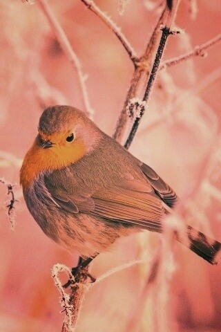 Птичка на ветке обои