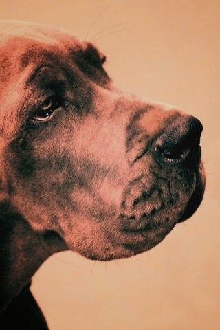 Грустная собака обои