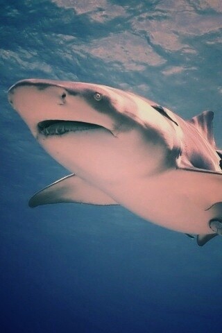 Красивая глубоководная акула обои