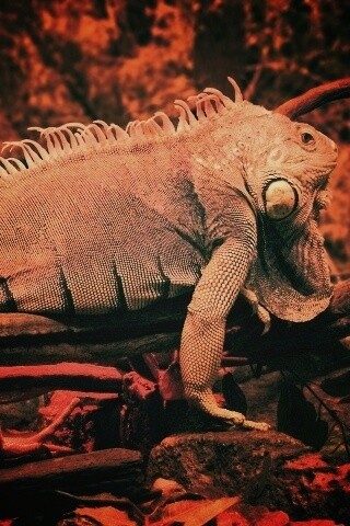 Большая игуана обои