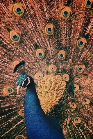 Павлин, говоришь... обои