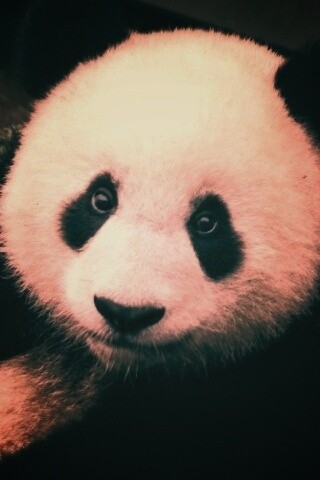 Взгляд.. обои