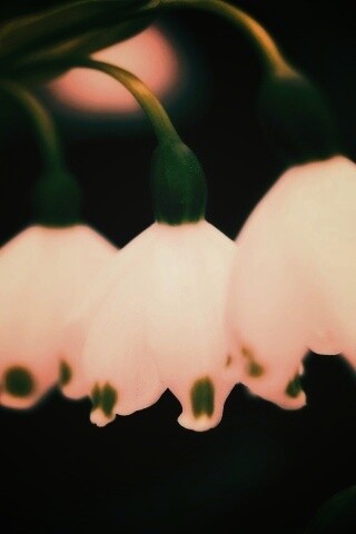 Белые ландыши обои