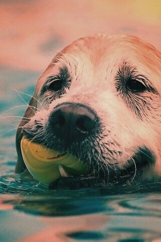 Пёс с игрушкой в зубах обои