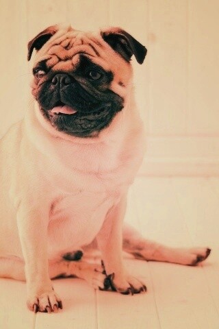 Симпатичный мопс на полу обои