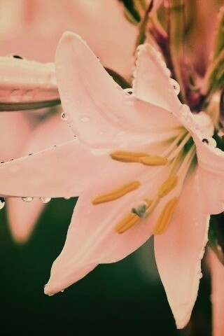 Белая лилия обои