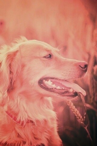 Собаки обои