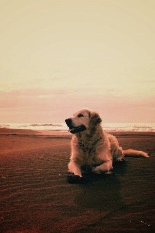 Красивая собака на оранжевом песке обои