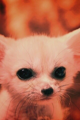 Угрюмый ушан обои